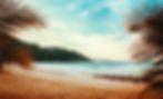 A wide shot of a beach with palm trees 