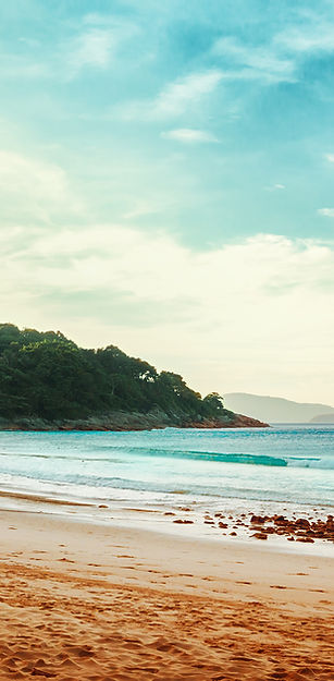 Palm Trees Beach View