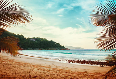 Voir le Palm Trees Plage