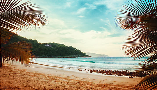 Palm Trees Beach View