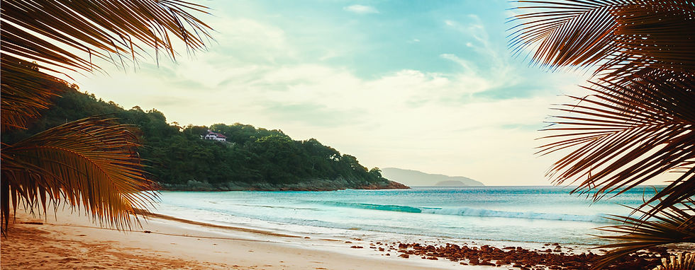 Palm Trees Beach View