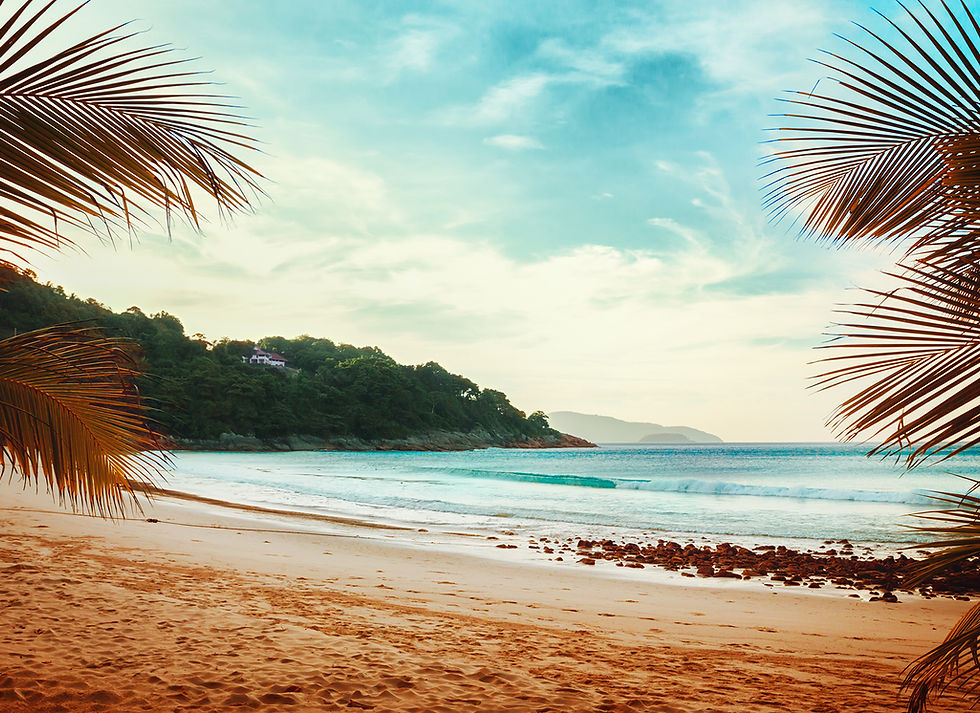 Palm Trees Beach View