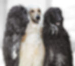 3 dogs sat together.