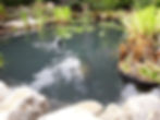 Close up of pond with water feature.jpg