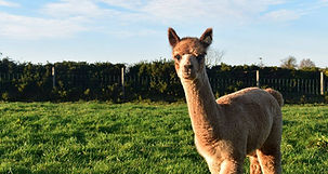 Brown alpaca in field