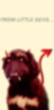 Devil dog