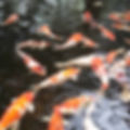 Pond full of koi carp.jpg