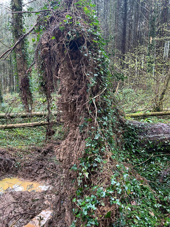 Windblown tree stump