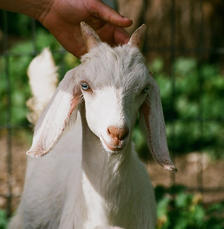 Goat