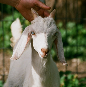 Goat