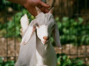 Goat