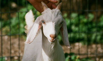Goat Being Petted