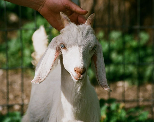Goat Meat