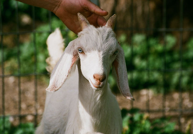 Goat