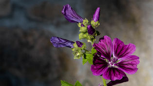 Promenade d'été à Combe Prunde