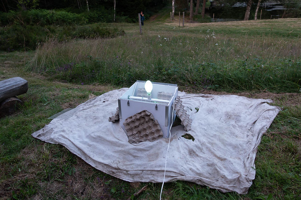 Lichtfalle in Betrieb