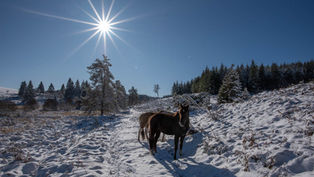 Promenade hivernale 2025