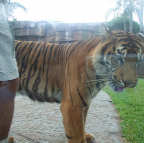 Tiger standing beside a person in shorts behind glass. Background features palm trees and grass. Tiger has a stressed expression.