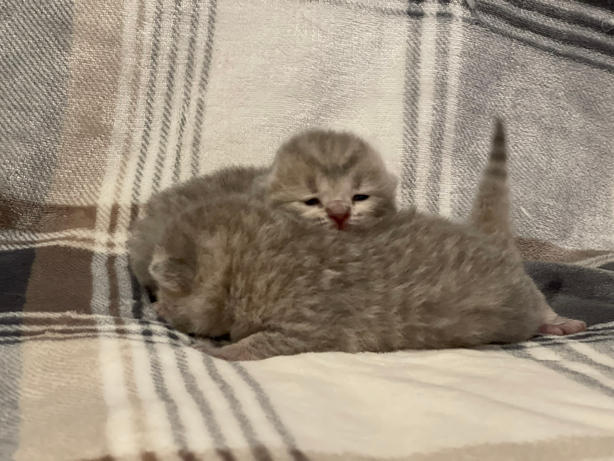 Halo & Hari