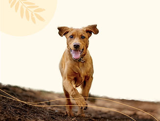 happi-adventure-pup-picture.jpg