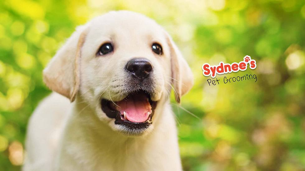 Home Sydnee's Pet Grooming