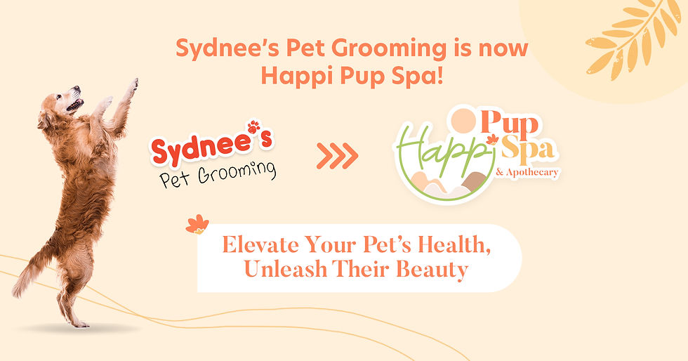 01-FB-Ad-happi-adventure-pup_V8.jpg