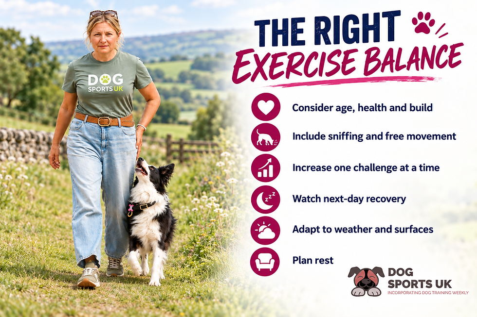 How Much Exercise Does Your Dog Really Need