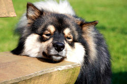 The Finnish Lapphund