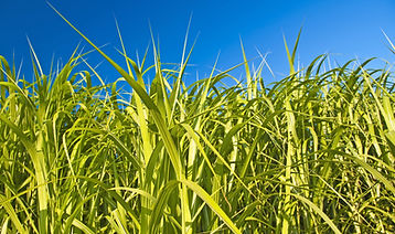 AdobeStock_25454832_n.jpg