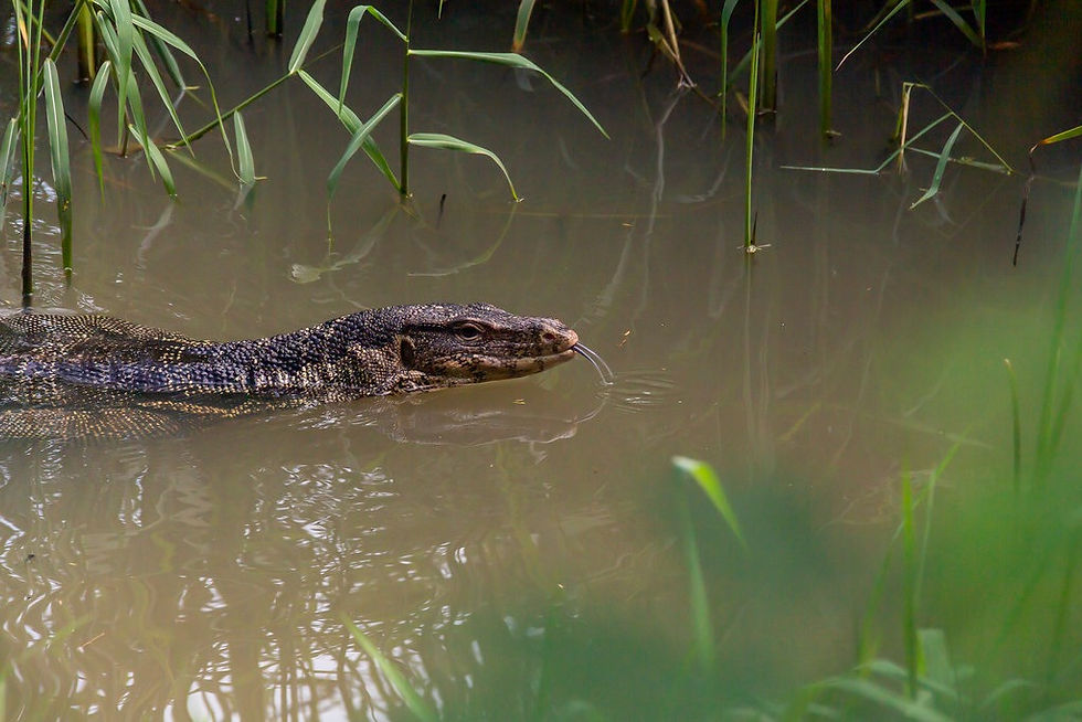 Un varan nageant dans les eaux tranquilles de la mangrove sauvage de Bang Krachao à Bangkok.