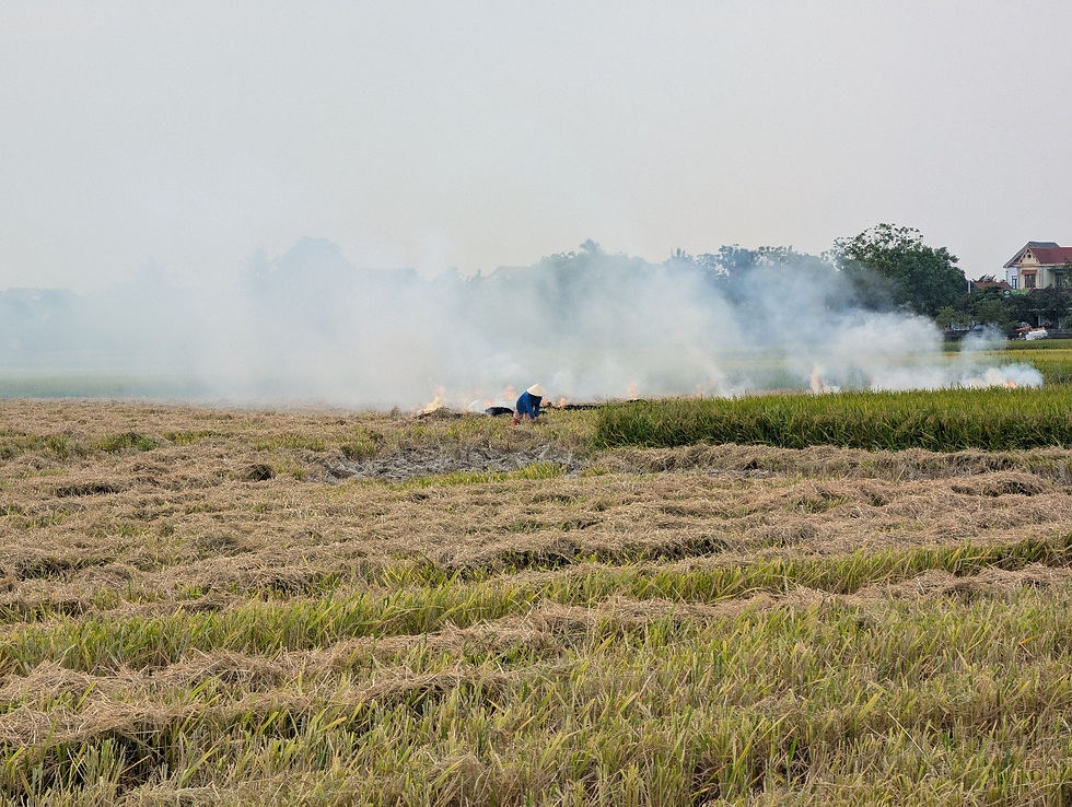 Brûlis agricoles dégageant de la fumée dans une rizière pendant la saison chaude en Thaïlande