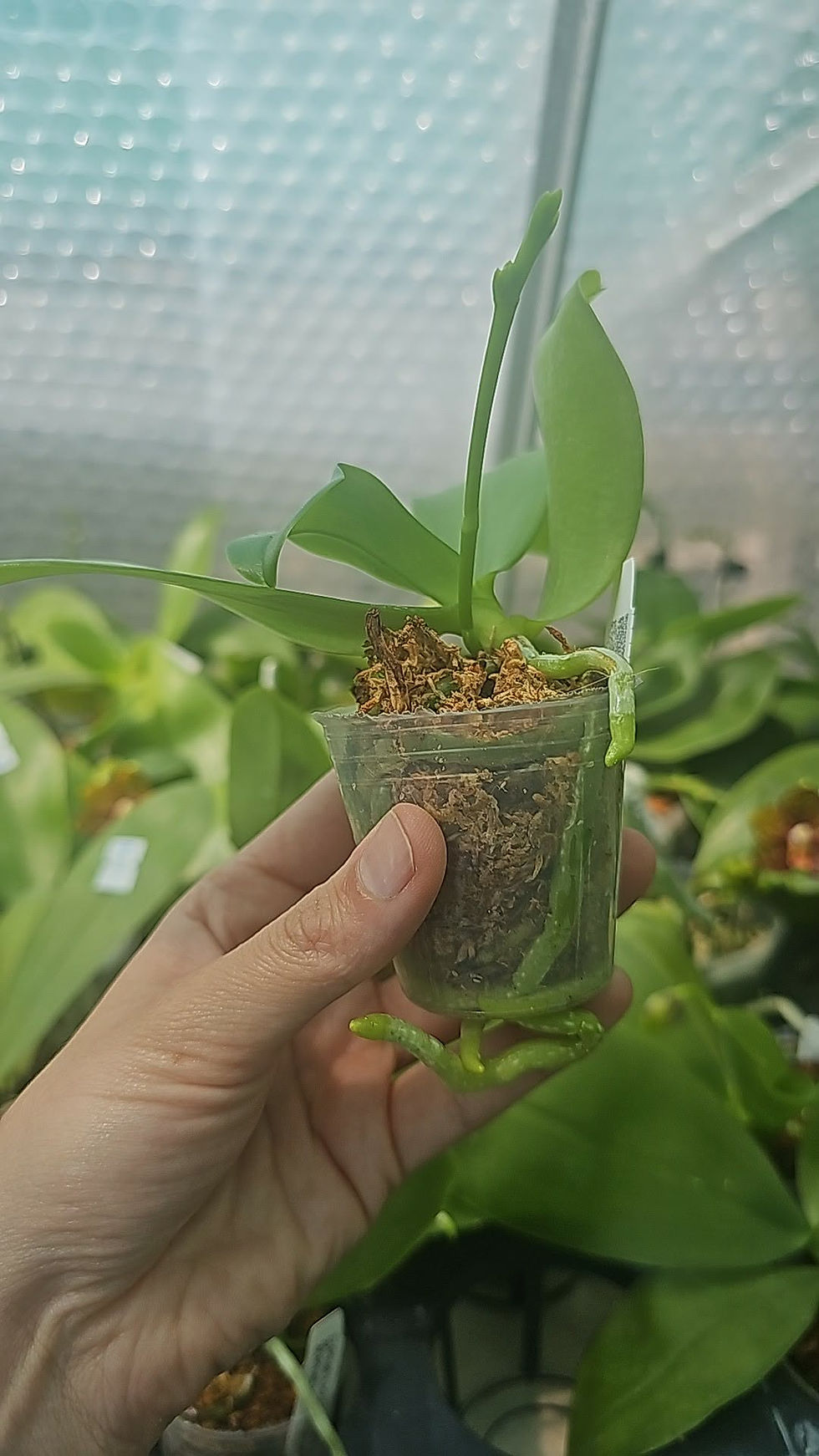 Thumbnail: Phalaenopsis Lioulin Blue Star F10 
