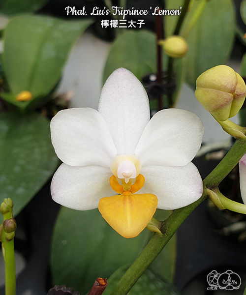 Pre-order Phal. Liu's Triprince 'Lemon'