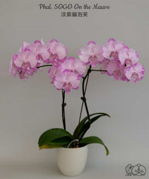 Thumbnail: Phal. Sogo On the Mauve 