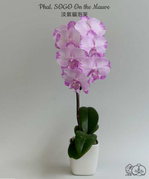 Thumbnail: Phal. Sogo On the Mauve 