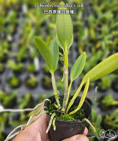 Thumbnail: Pre-order Cattleya bicolor var. alba × self