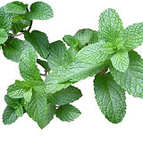 Mint