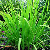 Palmarosa Oil