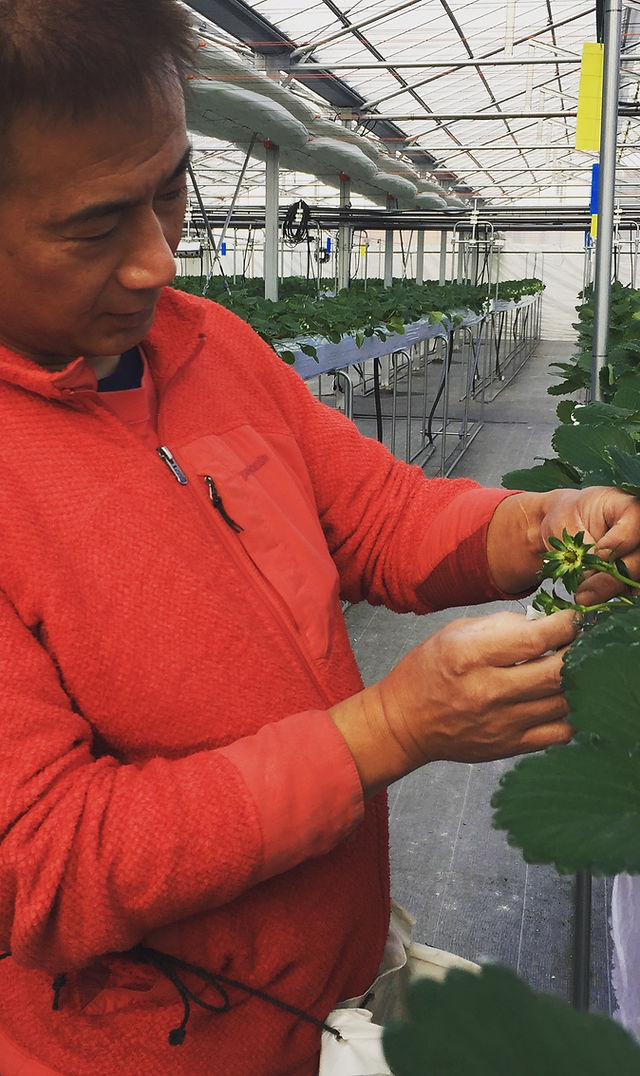 いちご(*☻-☻*)ページ よかもんいちご いちご狩り 12月27日オープン！最大13品種の完熟いちご