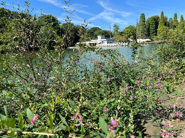 井の頭公園2025年9月