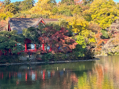 井の頭弁財天草木花2025年11月