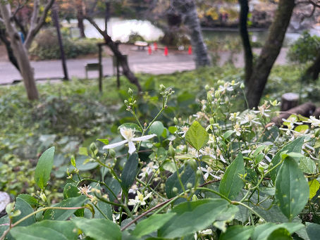 井の頭公園草木花2025年11月