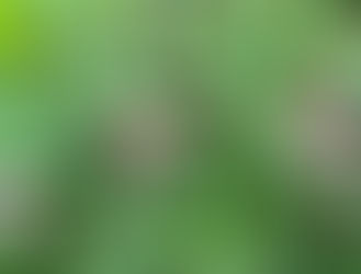 井の頭公園草木花2025年10月