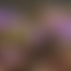 井の頭公園草木花2026年2月