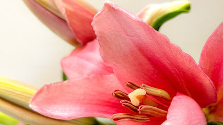 Nie jestem Twoją Walentynką