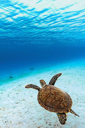 green-sea-turtle-8199770.jpg