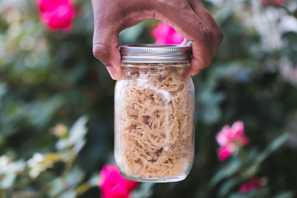 Purple Sea Moss
