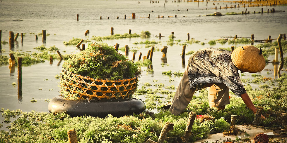 Choosing retail supply chains that are fair to people and planet.