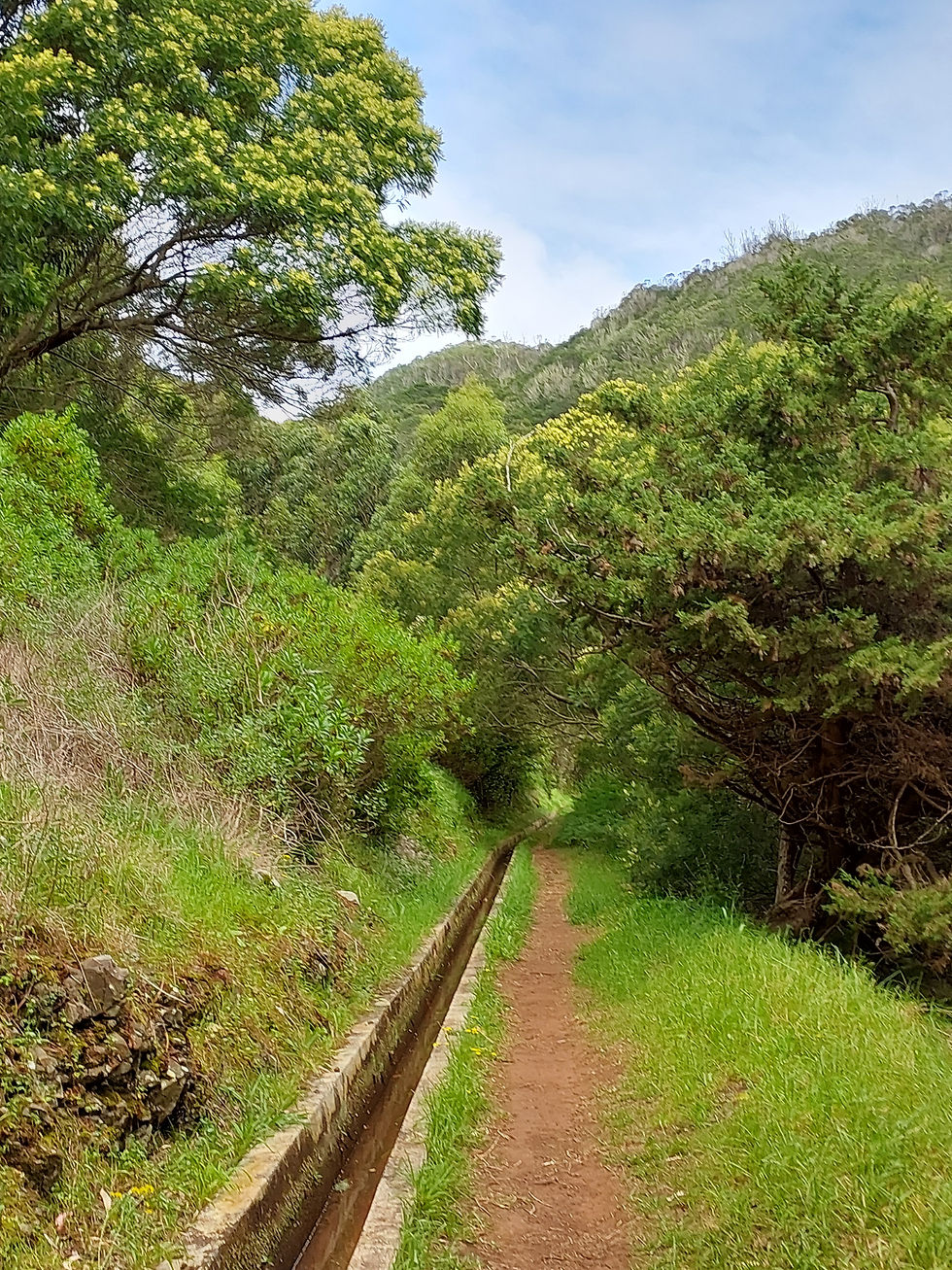 Levada do Caniçal