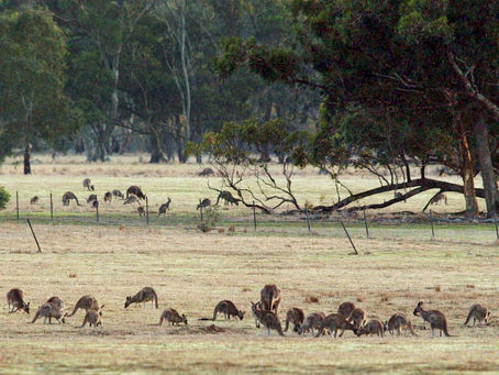 Riverland man's costly roo rampage